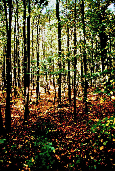 Wald